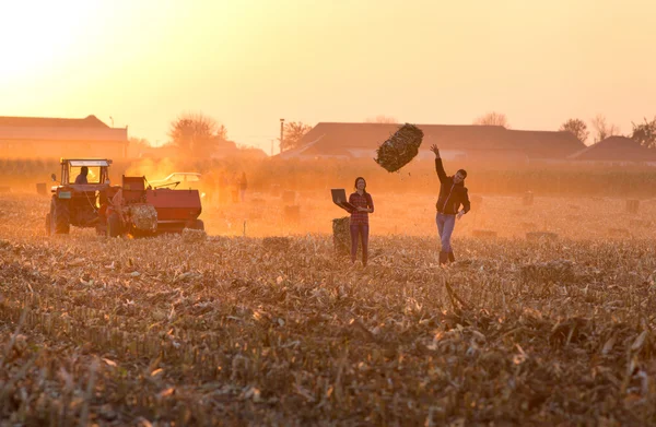 Bauern auf dem Feld beim Ballenpressen — Stockfoto
