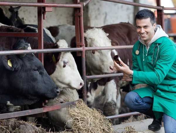 Veterinarian on dairy farm — Stock Photo, Image