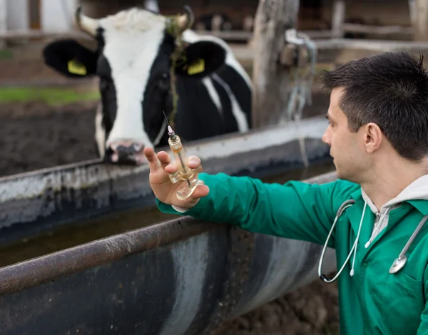 Veterinarian on dairy farm — Stock Photo, Image
