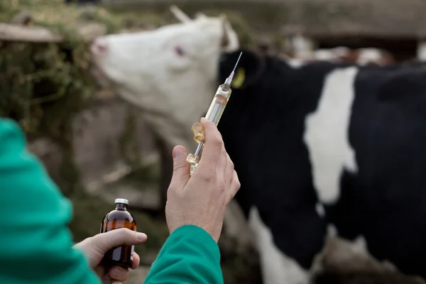 Vétérinaire avec seringue à la ferme — Photo