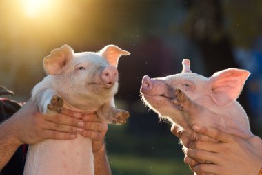 Piglets in workers hands clipart