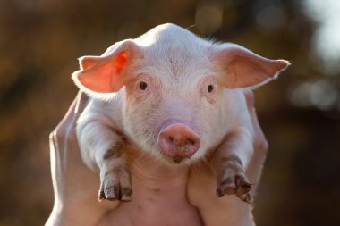 Piglet erkek elinde