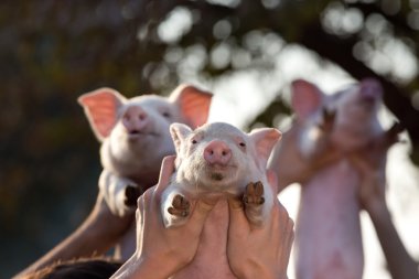 Piglets lifted by men's hands clipart