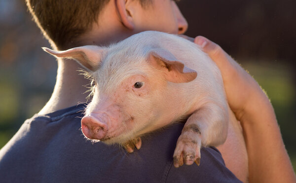 Piglet on man's shoulder