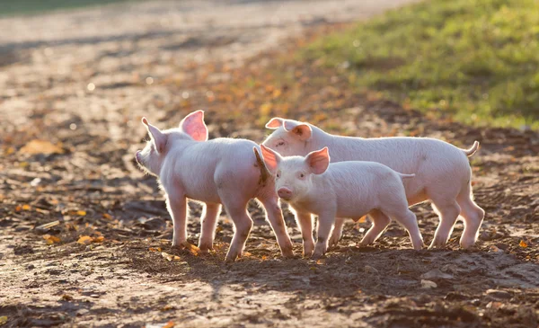 Leitões caminhando na fazenda — Fotografia de Stock