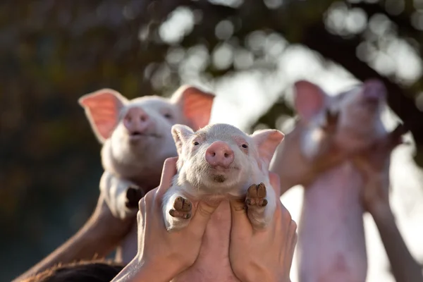 Piglets lifted by men's hands — Stock Photo, Image