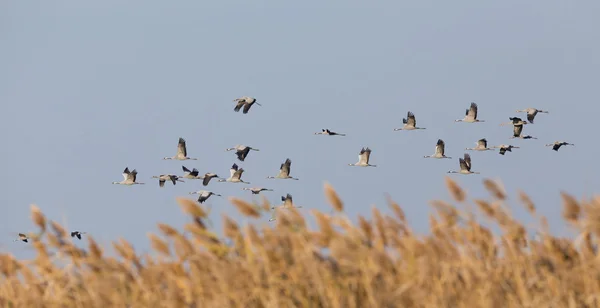 Flock of cranes — Stock Photo, Image