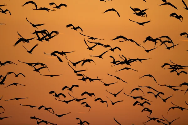 Zwerm vogels in de lucht — Stockfoto