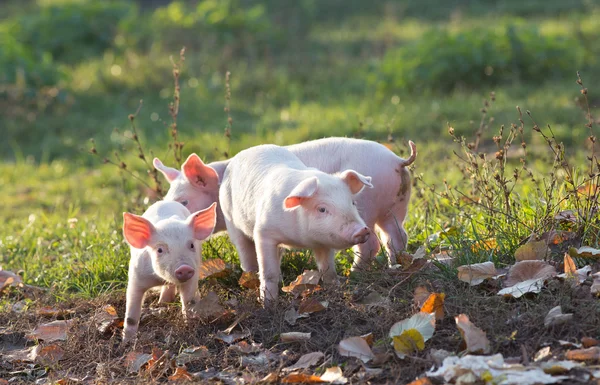 小猪在农场上行走 — 图库照片