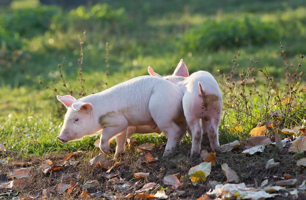 Porcs marchant à la ferme — Photo