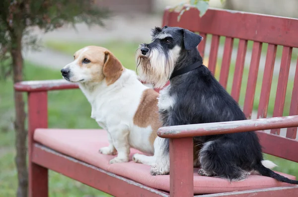 Dogs on bench — Stock Photo, Image