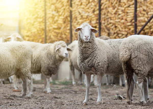 Sheep flock standing on farmland — Stock Photo, Image