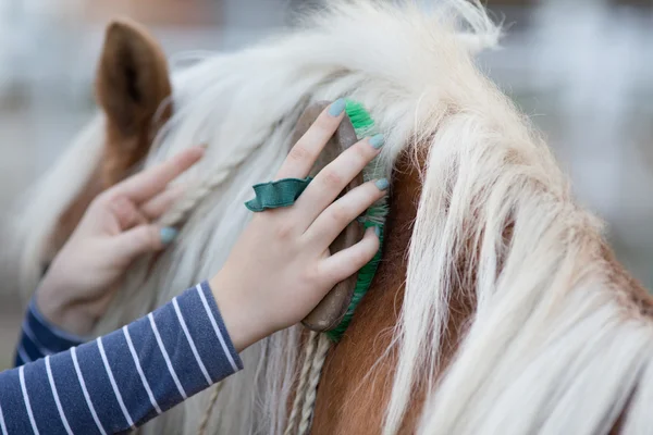 Girl grooming horse — Stock Photo, Image