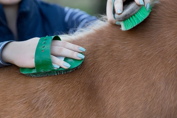 Girl grooming horse — Stock Photo, Image