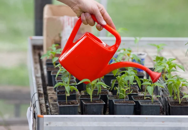 Man vattna plantorna — Stockfoto