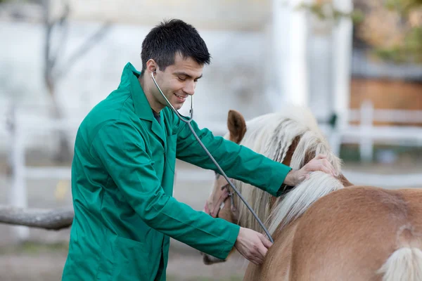 Veterinarian with pony horse — Stock Photo, Image