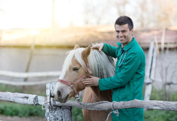 Dierenarts met paard — Stockfoto