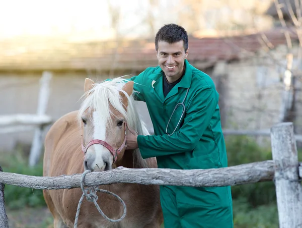 Veterinarian with horse — Stock Photo, Image