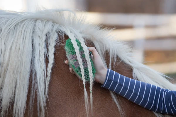 Chica aseo caballo —  Fotos de Stock