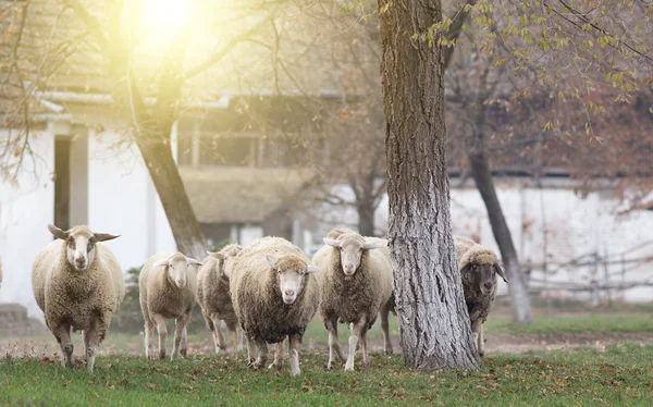 De kudde schapen op de boerderij — Stockfoto