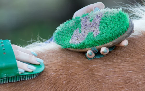 Chica aseo caballo — Foto de Stock