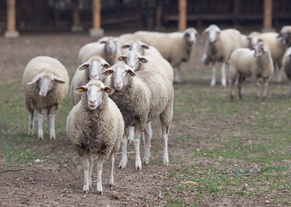 Troupeau de moutons à la ferme — Photo