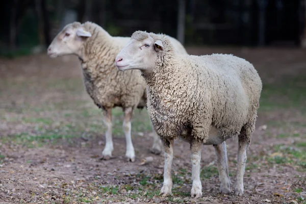 Ovejas en la granja — Foto de Stock