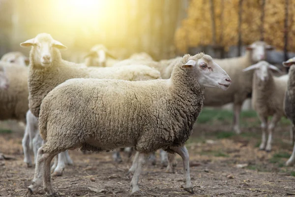 Troupeau de moutons à la ferme — Photo