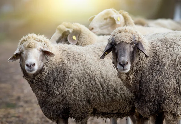 Stádo ovcí na farmě — Stock fotografie