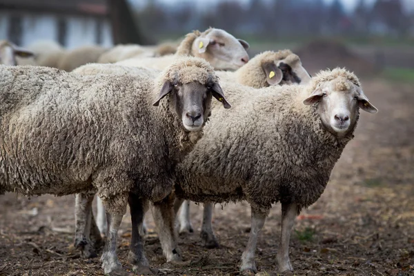 Troupeau de moutons à la ferme — Photo