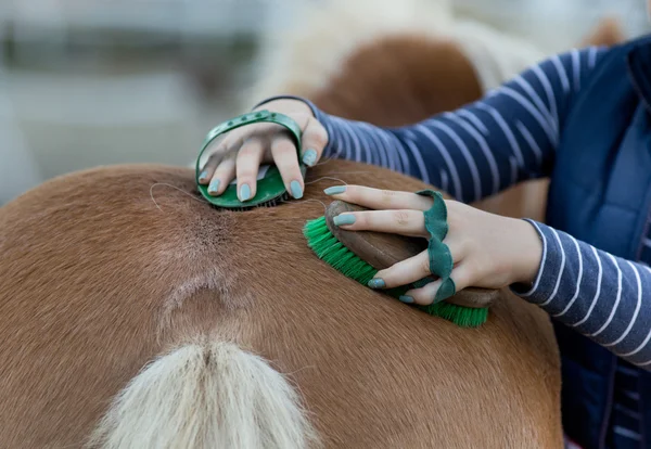 Girl grooming horse — Stock Photo, Image