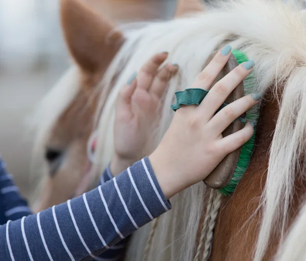 Girl grooming horse — Stock Photo, Image