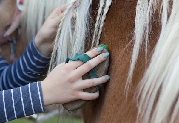 Girl grooming horse — Stock Photo, Image