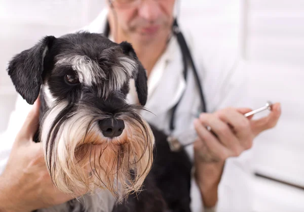 Veterinário aplicando injeção em um cão — Fotografia de Stock