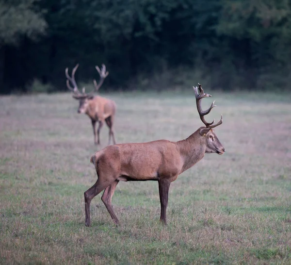 Deux cerfs rouges sur la prairie — Photo