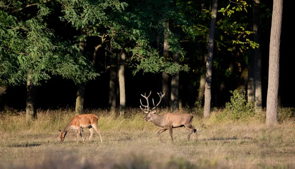 Cerf rouge et derrière — Photo