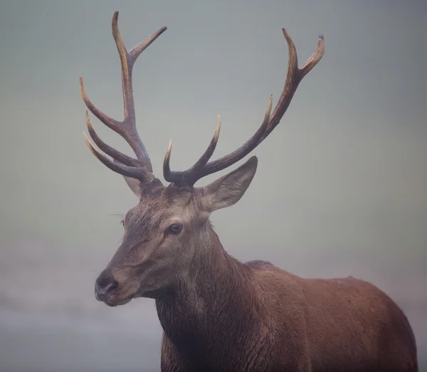 Red deer with antlers — Stock Photo, Image