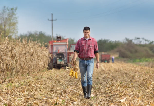 Farmář na kukuřičném poli — Stock fotografie