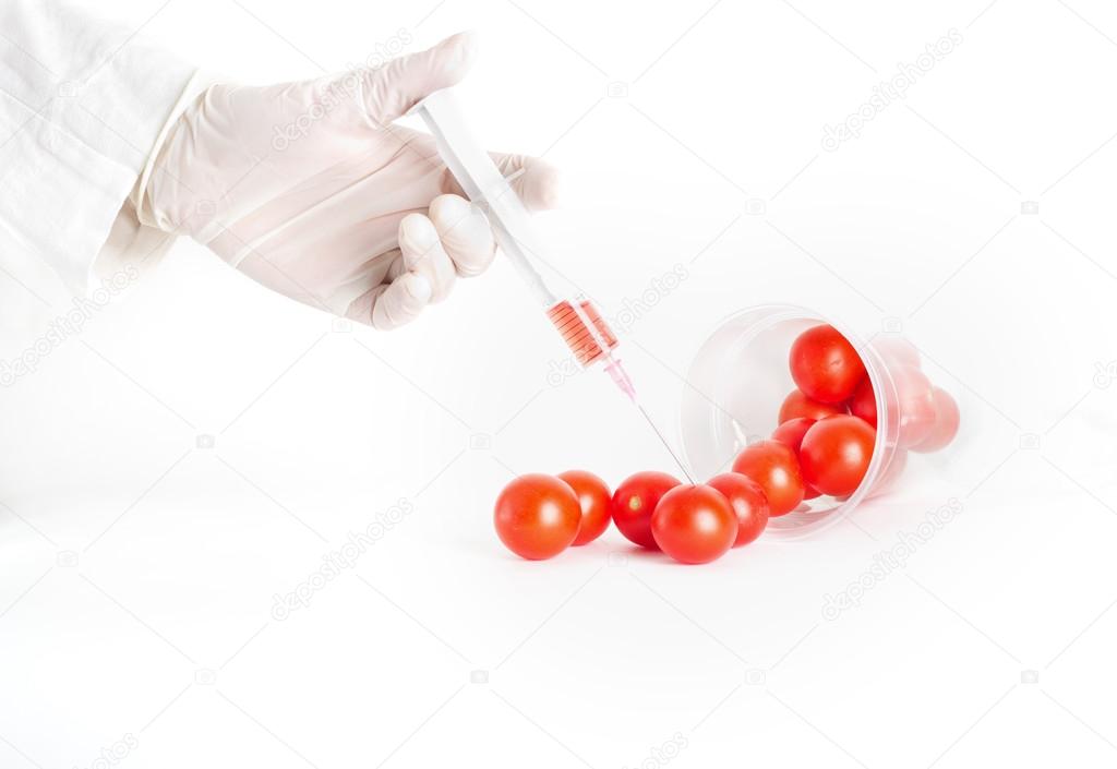 Scientist applying injection to cherry tomato