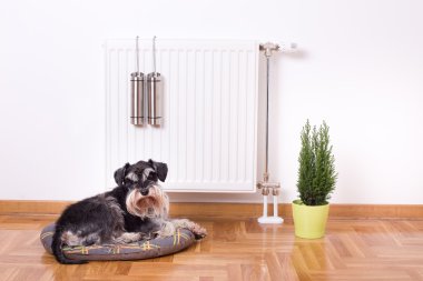 Isıtıcı önünde yalan köpek