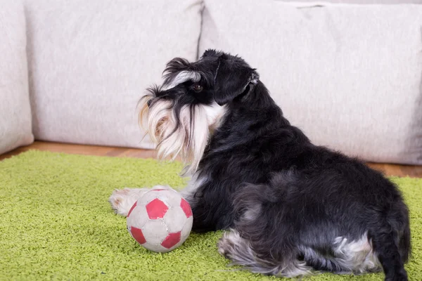 Miniaturschnauzer mit Ball — Stockfoto