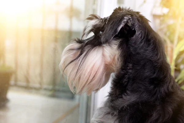 Chien regardant par la porte terrasse — Photo