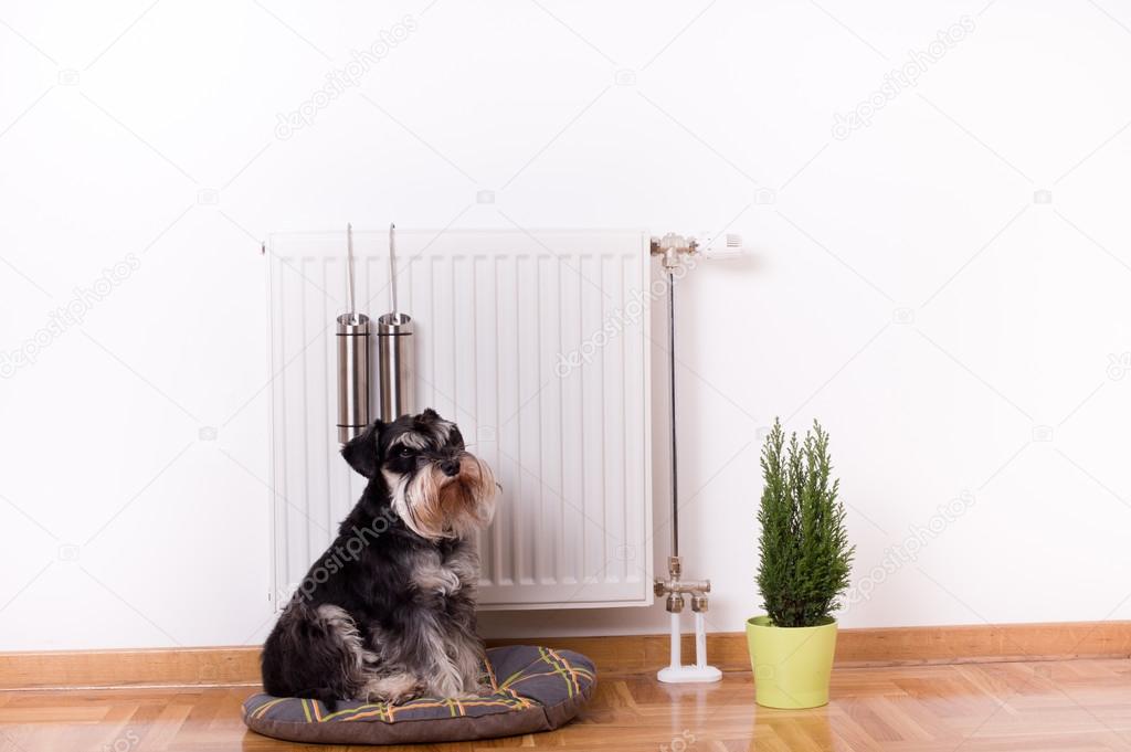 Dog sitting in front of heater