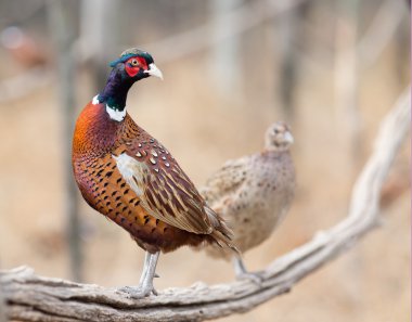 Pheasant couple standing in branch clipart