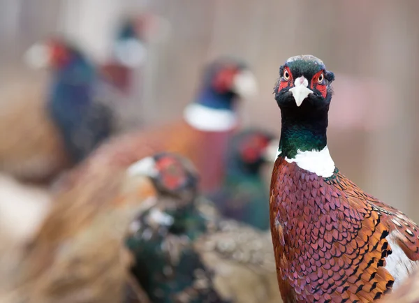 Bažant na kameru na farmě — Stock fotografie