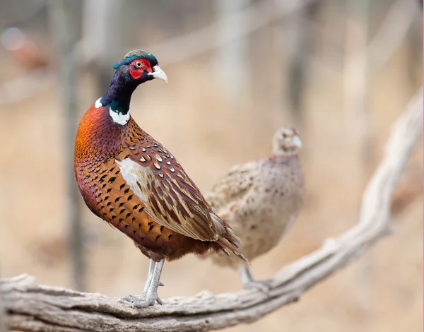 Pheasant couple standing in branch — Stock Photo, Image