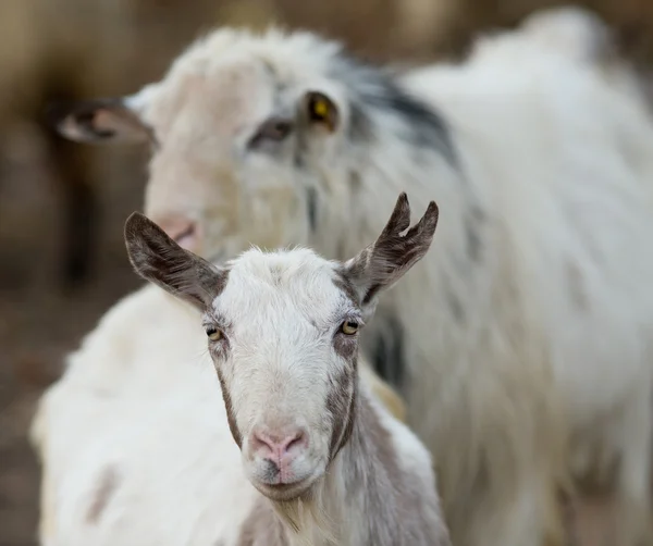 Saanen koza na farmě — Stock fotografie