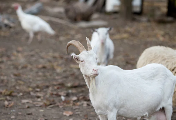 Saanen koza na farmě — Stock fotografie