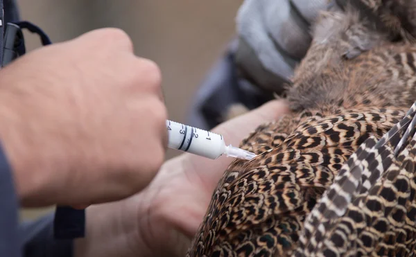 Tavuk için enjeksiyon uygulama veteriner — Stok fotoğraf