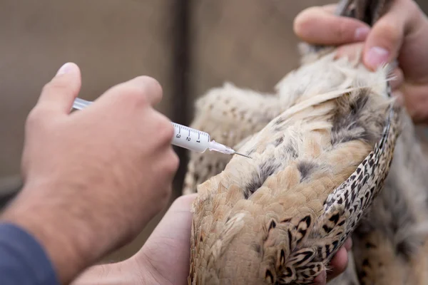 Veterinario aplicando inyección a pollo — Foto de Stock